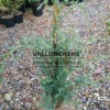 Plant de FITZROYA cupressoides avec son feuillage bleuté