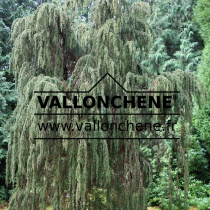 Très vieux sujet d'un FITZROYA cupressoides dans un jardin irlandais