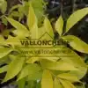 Feuillage jaune entièrement déployé du FRAXINUS chinensis 'Emma's Gold' (R)