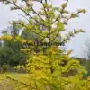 LARIX kaempferi 'Magic Gold' avec son feuillage jaune intense LARIX kaempferi 'Magic Gold' avec son feuillage jaune intense