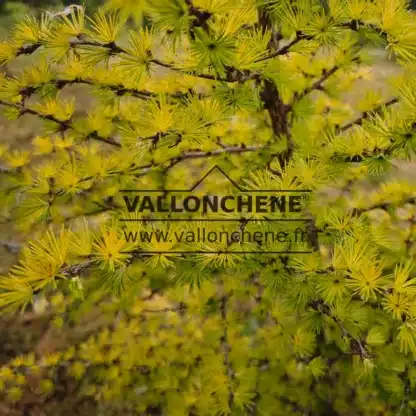 Feuillage d'un jaune lumineux du LARIX kaempferi 'Magic Gold' Feuillage d'un jaune lumineux du LARIX kaempferi 'Magic Gold'