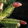 Gros plan sur les cônes matures du PICEA abies 'Pusch' Gros plan sur les cônes matures du PICEA abies 'Pusch'