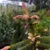 Pink shoots of PICEA abies 'Roseospicata'