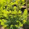 Pousses jaunes printanières du TAXUS baccata 'Summergold'