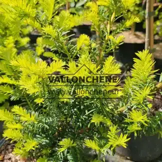 Gelbe FrĂŒhlingstriebe von TAXUS baccata 'Summergold'
