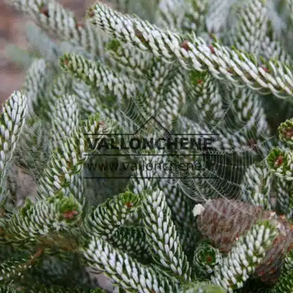 Branches avec des aiguilles blanches recourbées de l'ABIES koreana 'Silberlocke' Branches avec des aiguilles blanches recourbées de l'ABIES koreana 'Silberlocke'