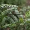Aiguilles recourbées blanches et vertes de l'ABIES koreana 'Silberlocke' Aiguilles recourbées blanches et vertes de l'ABIES koreana 'Silberlocke'