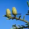 Gros cônes de l'ABIES procera 'Rattail' au printemps