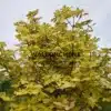 Feuillage panaché de crème et de vert de l'ACER pseudoplatanus f. variegatum 'Simon-Louis Frères' Feuillage panaché de crème et de vert de l'ACER pseudoplatanus f. variegatum 'Simon-Louis Frères'
