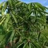 Un AESCULUS wilsonii avec son feuillage dense en été