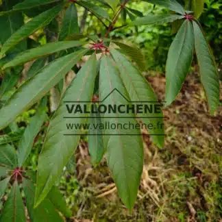 Das rotadergrüne Frühlingslaub von AESCULUS wilsonii