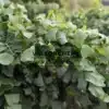 Gros plan sur le feuillage crispé du ROBINIA pseudoacacia 'Twisty Baby'