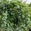Feuillage crispé du ROBINIA pseudoacacia 'Twisty Baby'