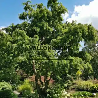 Ein majestÀtisches Exemplar der ROBINIA pseudoacacia 'Twisty Baby' im Valerianes-Garten