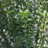 The dark, glossy leaves of an EUONYMUS japonicus 'Benkomasaki' The dark, glossy leaves of an EUONYMUS japonicus 'Benkomasaki'