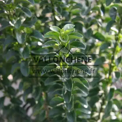 The dark, glossy leaves of an EUONYMUS japonicus 'Benkomasaki' The dark, glossy leaves of an EUONYMUS japonicus 'Benkomasaki'