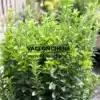 The vibrant new growth of an EUONYMUS japonicus 'Benkomasaki' in spring The vibrant new growth of an EUONYMUS japonicus 'Benkomasaki' in spring