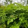 Feuillage vert luxuriant de l'ARALIA schmidtii var. verticillata Feuillage vert luxuriant de l'ARALIA schmidtii var. verticillata