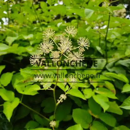 Gros plan sur la fleur de l'ARALIA schmidtii var. verticillata Gros plan sur la fleur de l'ARALIA schmidtii var. verticillata