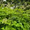 Un ARALIA schmidtii var. verticillata en été avec son superbe feuillage et ses jolies fleurs blanches Un ARALIA schmidtii var. verticillata en été avec son superbe feuillage et ses jolies fleurs blanches