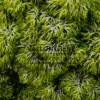 Nahaufnahme des Laubes von CHAMAECYPARIS obtusa 'Butter Ball'