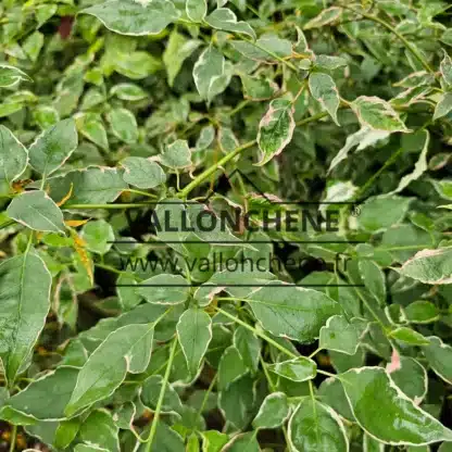 Feuillage vert panaché de blanc et de rose du CORNUS alternifolia 'Vallonchêne Pink' Feuillage vert panaché de blanc et de rose du CORNUS alternifolia 'Vallonchêne Pink'