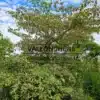 Un CORNUS alternifolia 'Vallonchêne Pink' d'une vingtaine d'années Un CORNUS alternifolia 'Vallonchêne Pink' d'une vingtaine d'années