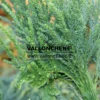 Fasciation on a CRYPTOMERIA japonica 'Cristata' Fasciation on a CRYPTOMERIA japonica 'Cristata'