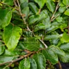 Feuillage vert du FAGUS sylvatica 'Tortuosa' Feuillage vert du FAGUS sylvatica 'Tortuosa'