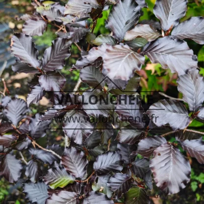 Feuillage pourpre du FAGUS sylvatica 'Tortuosa Purpurea' Feuillage pourpre du FAGUS sylvatica 'Tortuosa Purpurea'