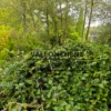 Un FAGUS sylvatica f. tortusa avec ses branches tortueuses et retombantes Un FAGUS sylvatica f. tortusa avec ses branches tortueuses et retombantes
