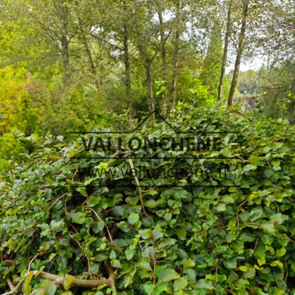 Un FAGUS sylvatica f. tortusa avec ses branches tortueuses et retombantes Un FAGUS sylvatica f. tortusa avec ses branches tortueuses et retombantes