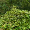 Un FAGUS sylvatica f. tortuosa d'une trentaine d'années mesurant environ 1,50 m Un FAGUS sylvatica f. tortuosa d'une trentaine d'années mesurant environ 1,50 m