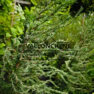 Laub von LARIX decidua 'Vanc Fastigiata' und ihre gewundenen Ăste