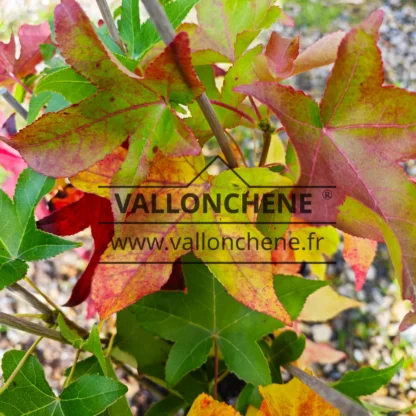 Los colores del otoño comienzan en LIQUIDAMBAR styraciflua 'Slender Silhouette' Los colores del otoño comienzan en LIQUIDAMBAR styraciflua 'Slender Silhouette'