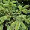 Feuillage bleuté du PICEA pungens 'Karpaten'