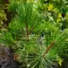 Grüne Nadeln von PINUS halepensis