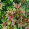 Un début de couleurs d'automne pour le feuillage du QUERCUS palustris 'Isabel'