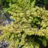 Feuillage doré du TSUGA canadensis 'Everitt Golden' Feuillage doré du TSUGA canadensis 'Everitt Golden'