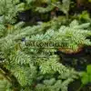 Bläuliches Laub der TSUGA heterophylla 'Glauca'