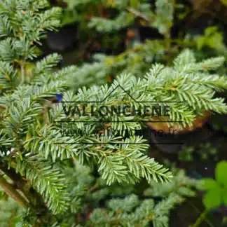 BlÀuliches Laub der TSUGA heterophylla 'Glauca'