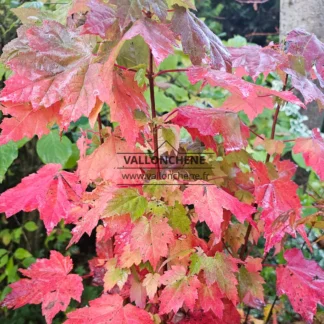 SpektakulÀre HerbstfÀrbung des ACER rubrum 'Brandywine'