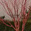 Die Rinde des ACER conspicuum 'Phoenix' färbt sich im Winter leuchtend rosarot. Die Rinde des ACER conspicuum 'Phoenix' färbt sich im Winter leuchtend rosarot.
