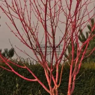 Die Rinde des ACER conspicuum 'Phoenix' fÀrbt sich im Winter leuchtend rosarot.