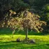 Un CERCIDIPHYLLUM japonicum f. pendulum avec sa coloration automnale d'un jaune vif