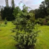 CHAMAECYPARIS lawsoniana ‘Luna’_01 Un CHAMAECYPARIS lawsoniana 'Luna' d'environ 7 ans