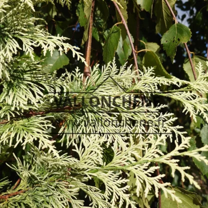 Gros plan sur le feuillage blanc du CHAMAECYPARIS lawsoniana 'Luna' Gros plan sur le feuillage blanc du CHAMAECYPARIS lawsoniana 'Luna'