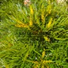 Gros plan sur le fleurs jaune et le feuillage très fin du MAHONIA eurybracteata 'Soft Caress'