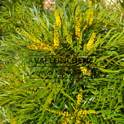 Gros plan sur le fleurs jaune et le feuillage très fin du MAHONIA eurybracteata 'Soft Caress'