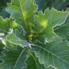 Gros plan sur le feuillage vert du QUERCUS dentata 'Carl Ferris Miller' bordé d'un duvet blanc Gros plan sur le feuillage vert du QUERCUS dentata 'Carl Ferris Miller' bordé d'un duvet blanc